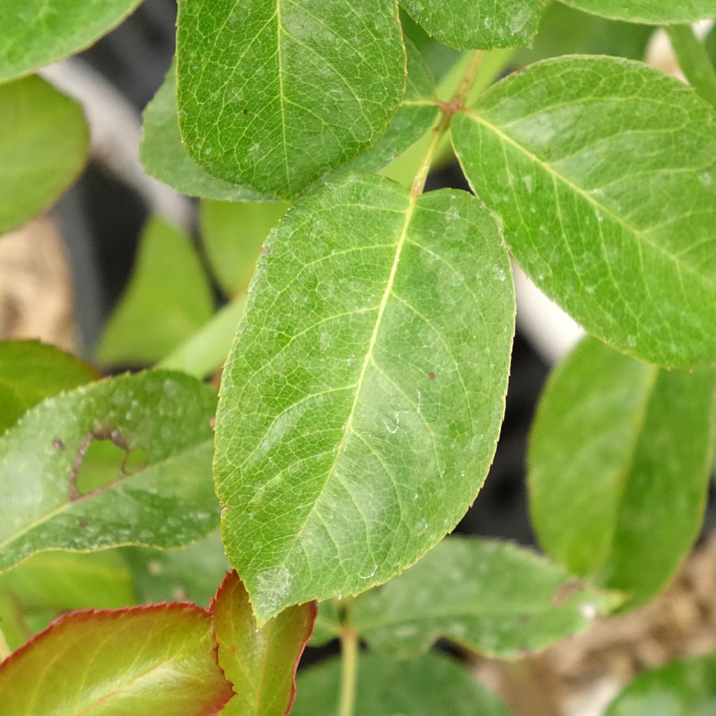 Roseira arbustiva Prins Alexander