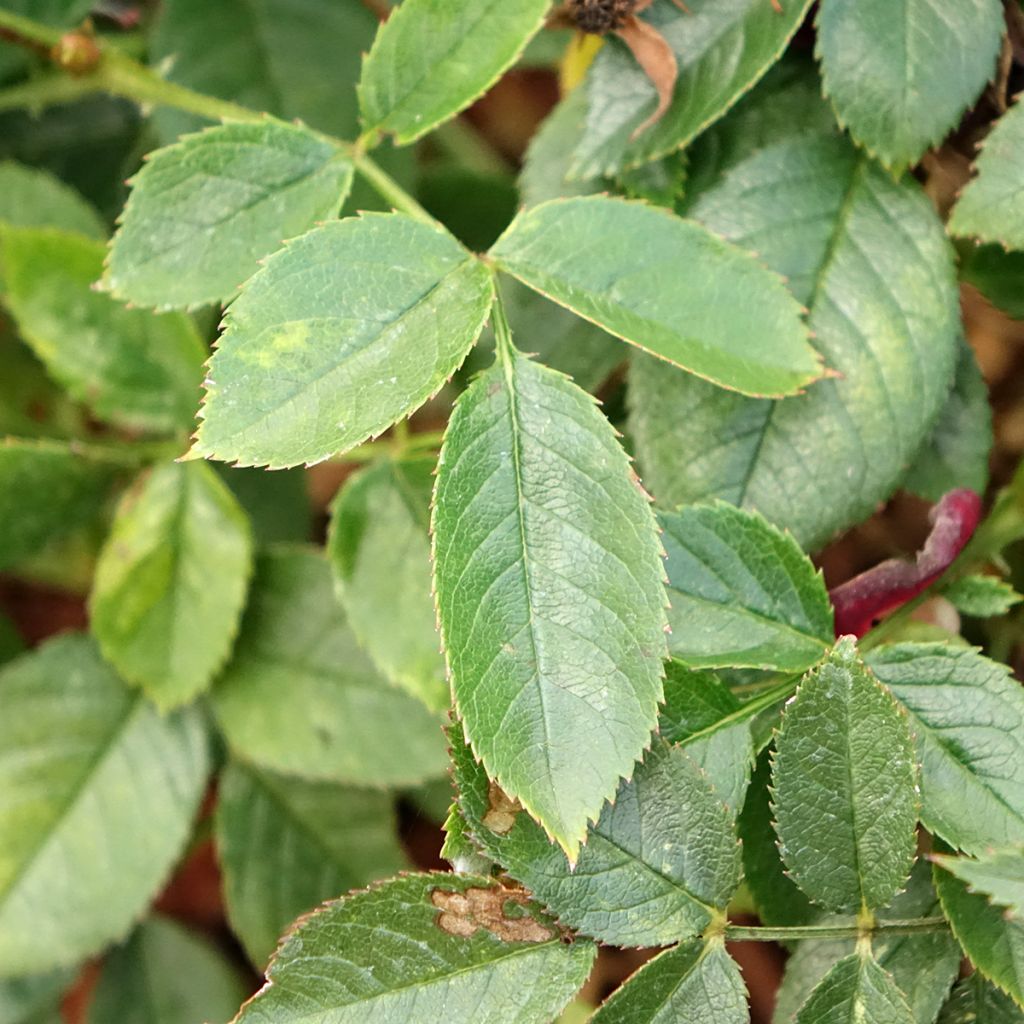 Roseira arbustiva Rosy Boom Colour Change