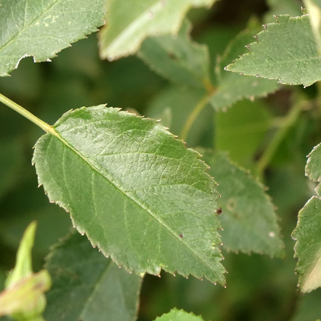 Roseira arbustiva Rosy Boom La Belle Rouge