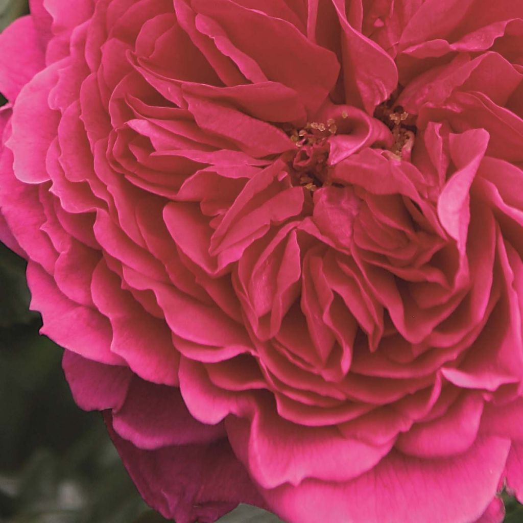 Roseira arbustiva Soul