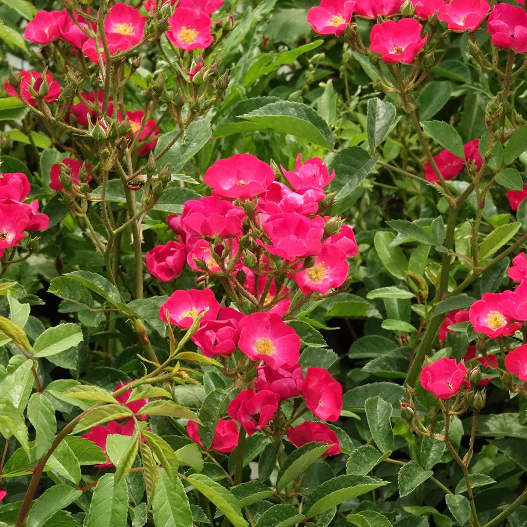 Roseira arbustiva Vif Eclat - Rosa x moschata