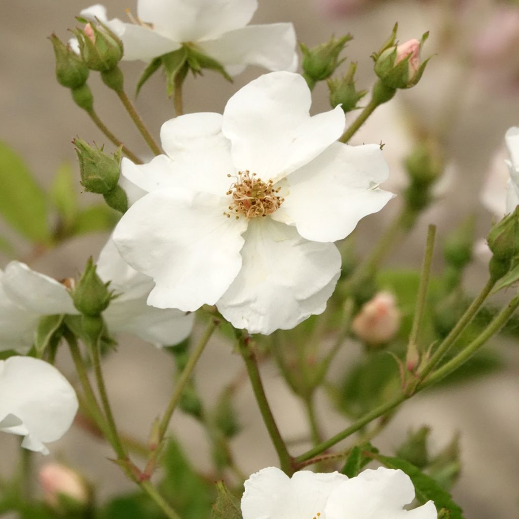 Roseira arbustiva White Magic