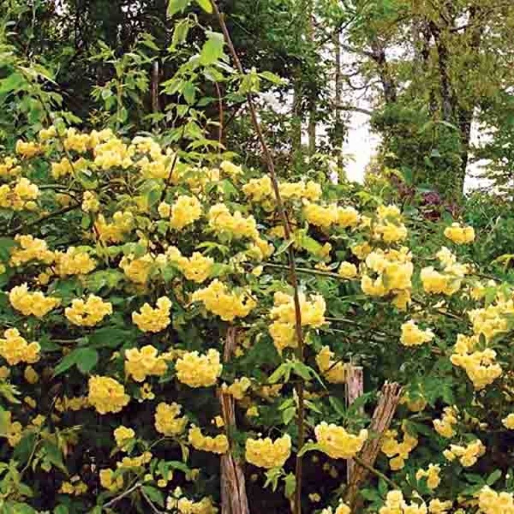 Rosa banksiae Lutea - Roseira de Banks