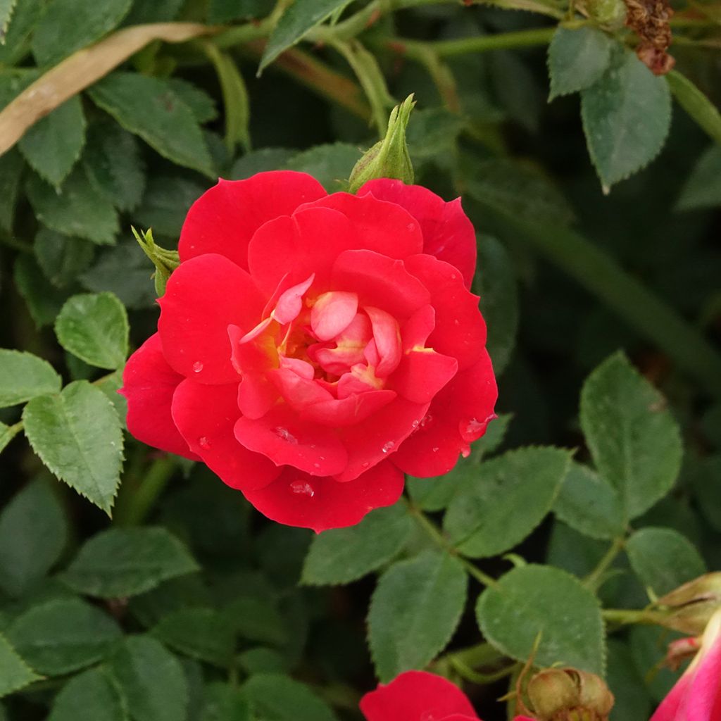 Roseira floribunda Bee's Paradise Light Red