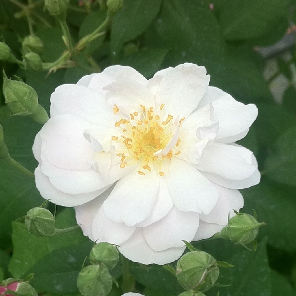 Roseira trepadeira Blush Noisette