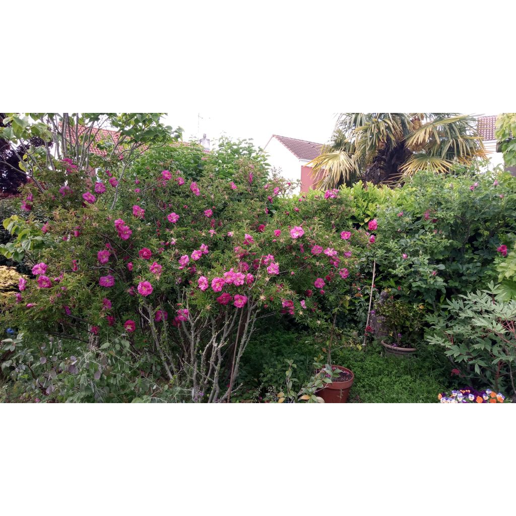 Rosa nitida - Roseira brava