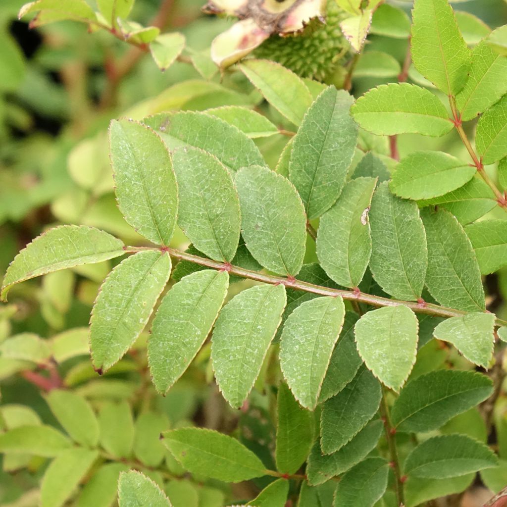 Roseira brava Lampion