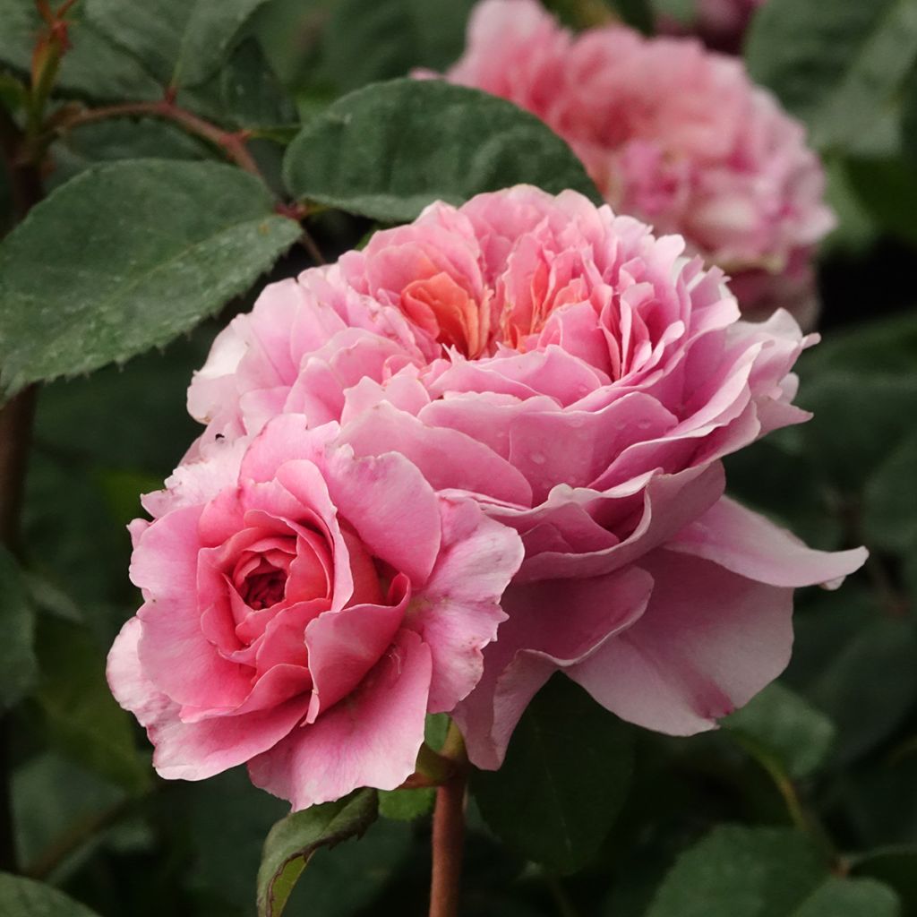 Roseira arbustiva Nostalgic Rose