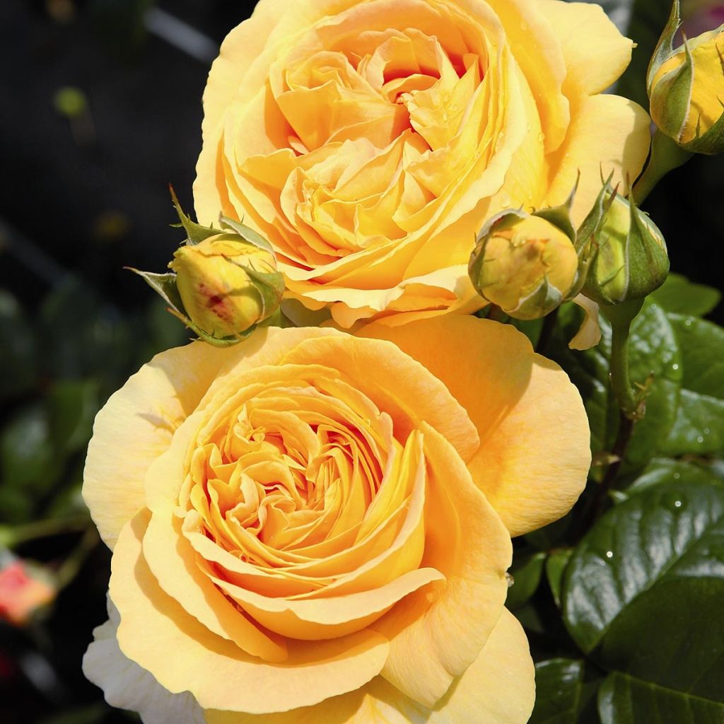 Roseira de flor grande Candlelight