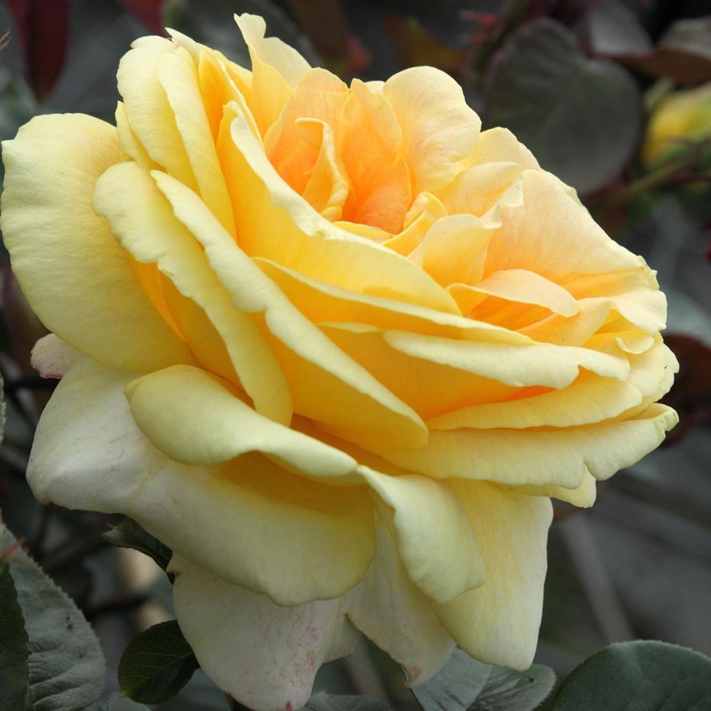 Roseira de flor grande Candlelight