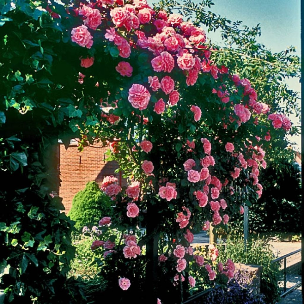 Rosier Grimpant Coral Dawn