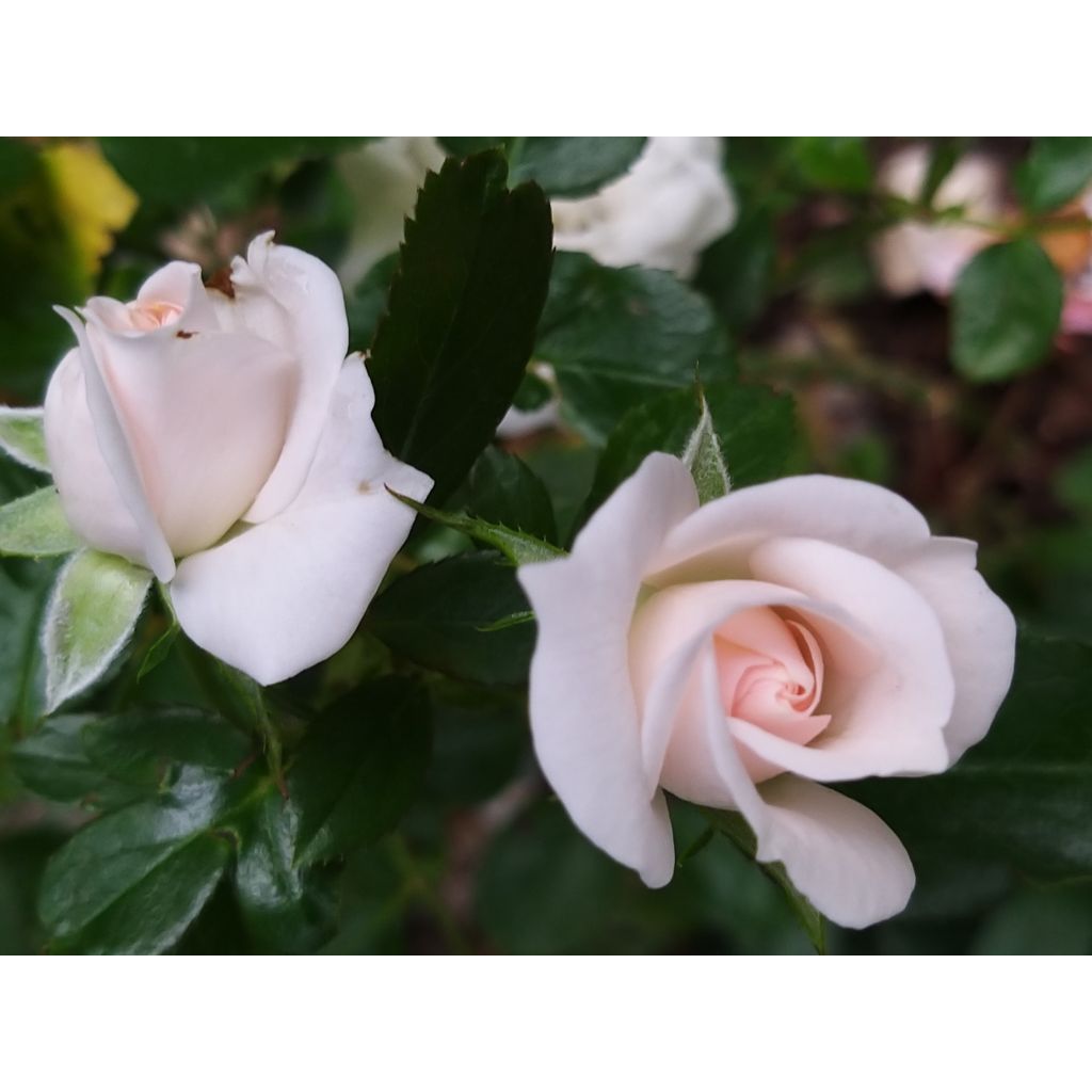 Roseira miniatura Aspirin Rose