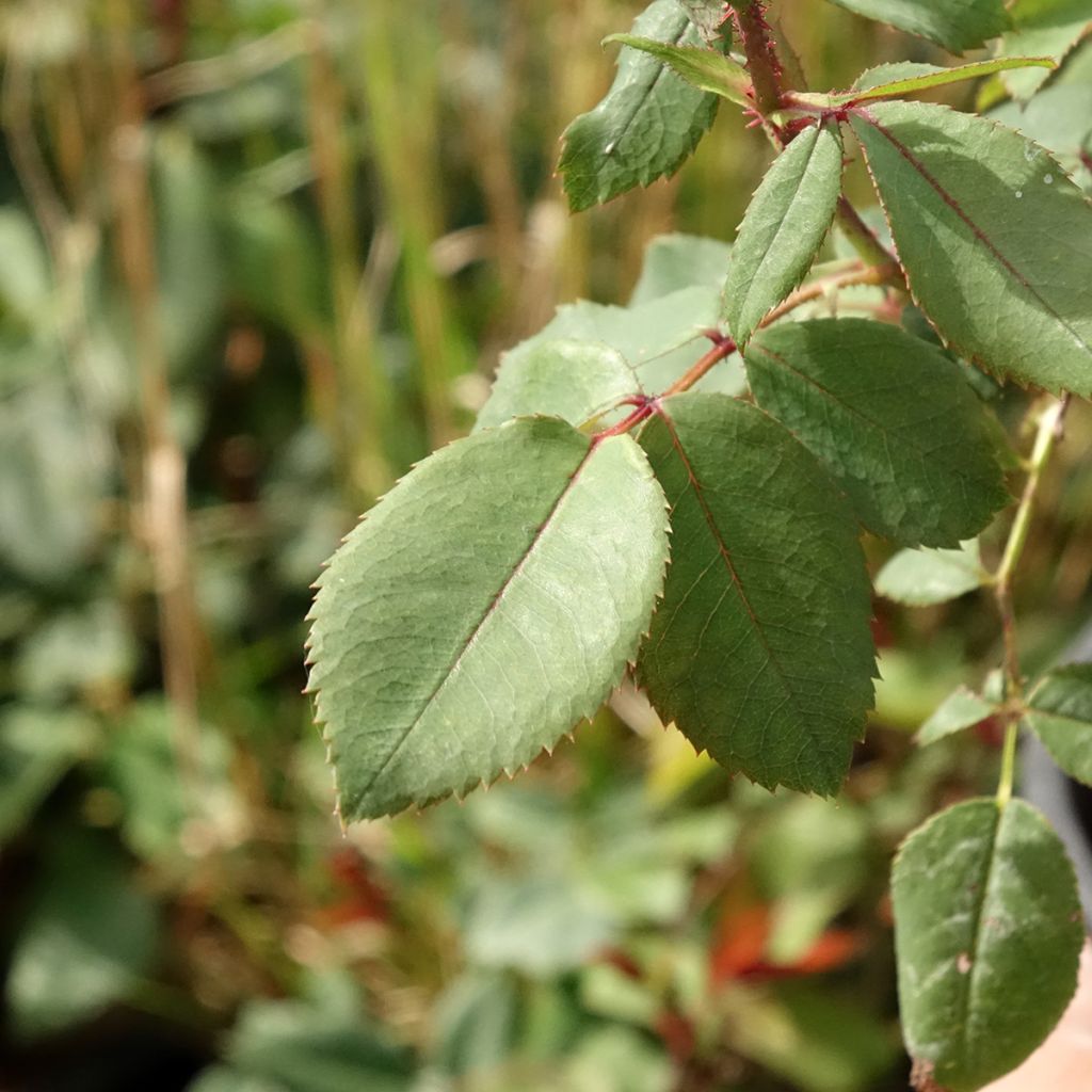 Roseira miniatura Knock Out