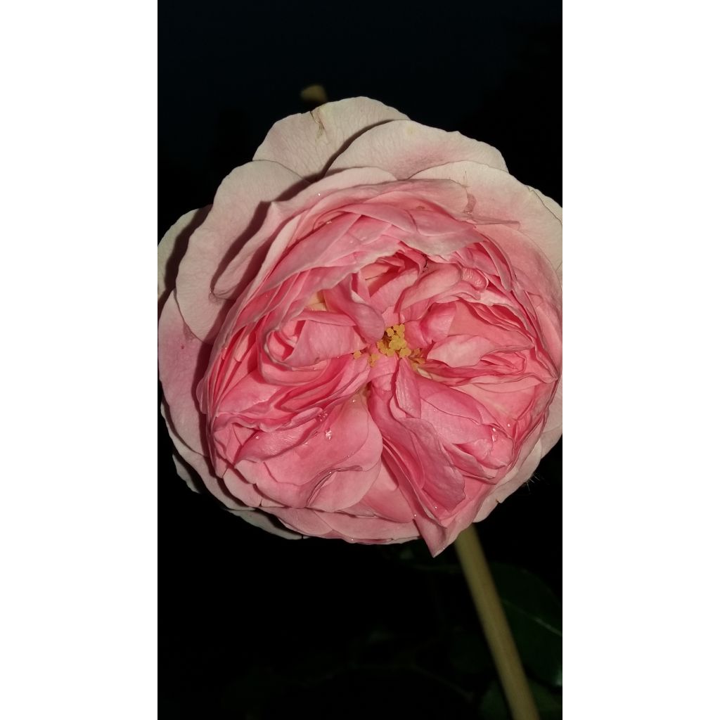 Roseira floribunda Larissa