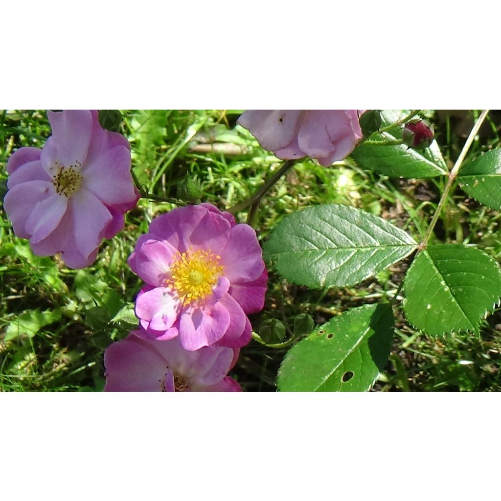 Roseira arbustiva Lavender Dream