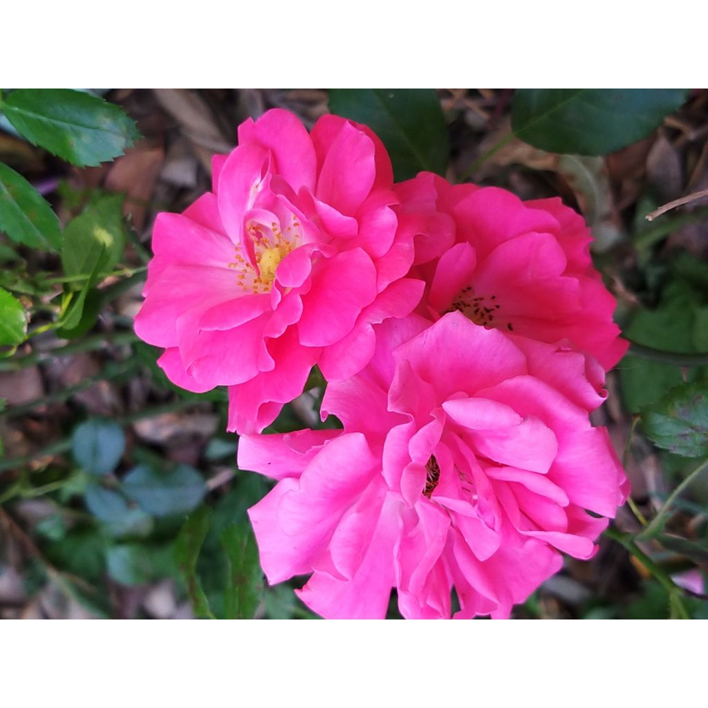 Roseira miniatura Rigo® Bonaparte