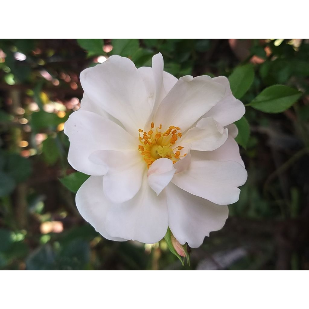 Roseira miniatura Rigo® Diamant