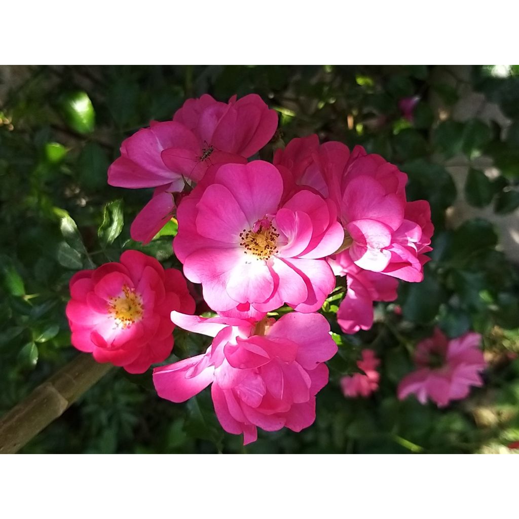 Roseira miniatura Rigo® Neon