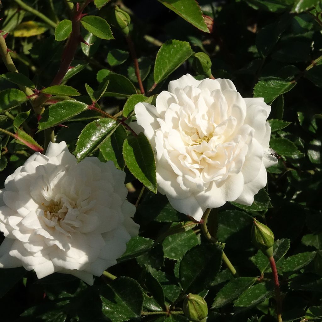 Roseira miniatura Sea Foam