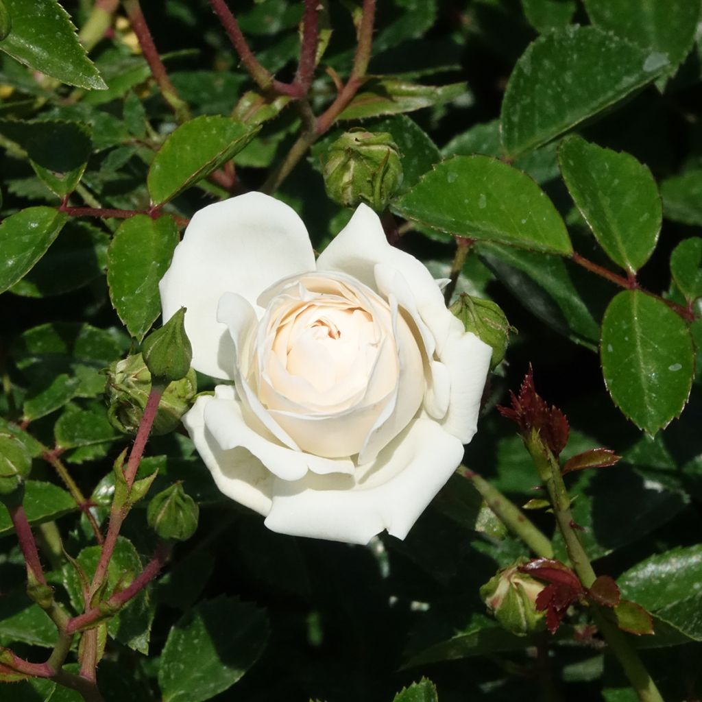 Roseira miniatura Sea Foam