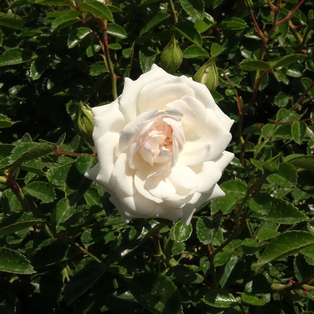 Roseira miniatura Sea Foam