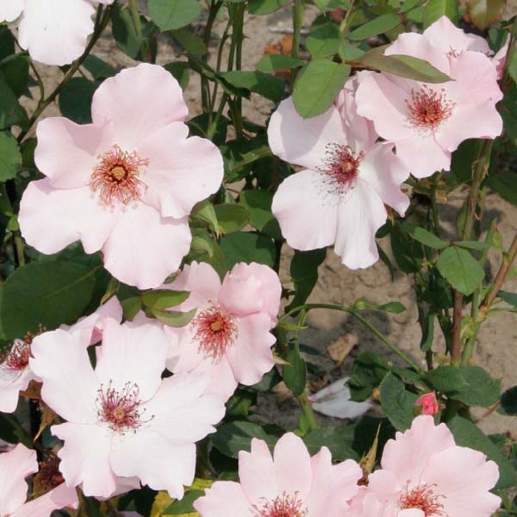 Roseira antiga Dainty Bess