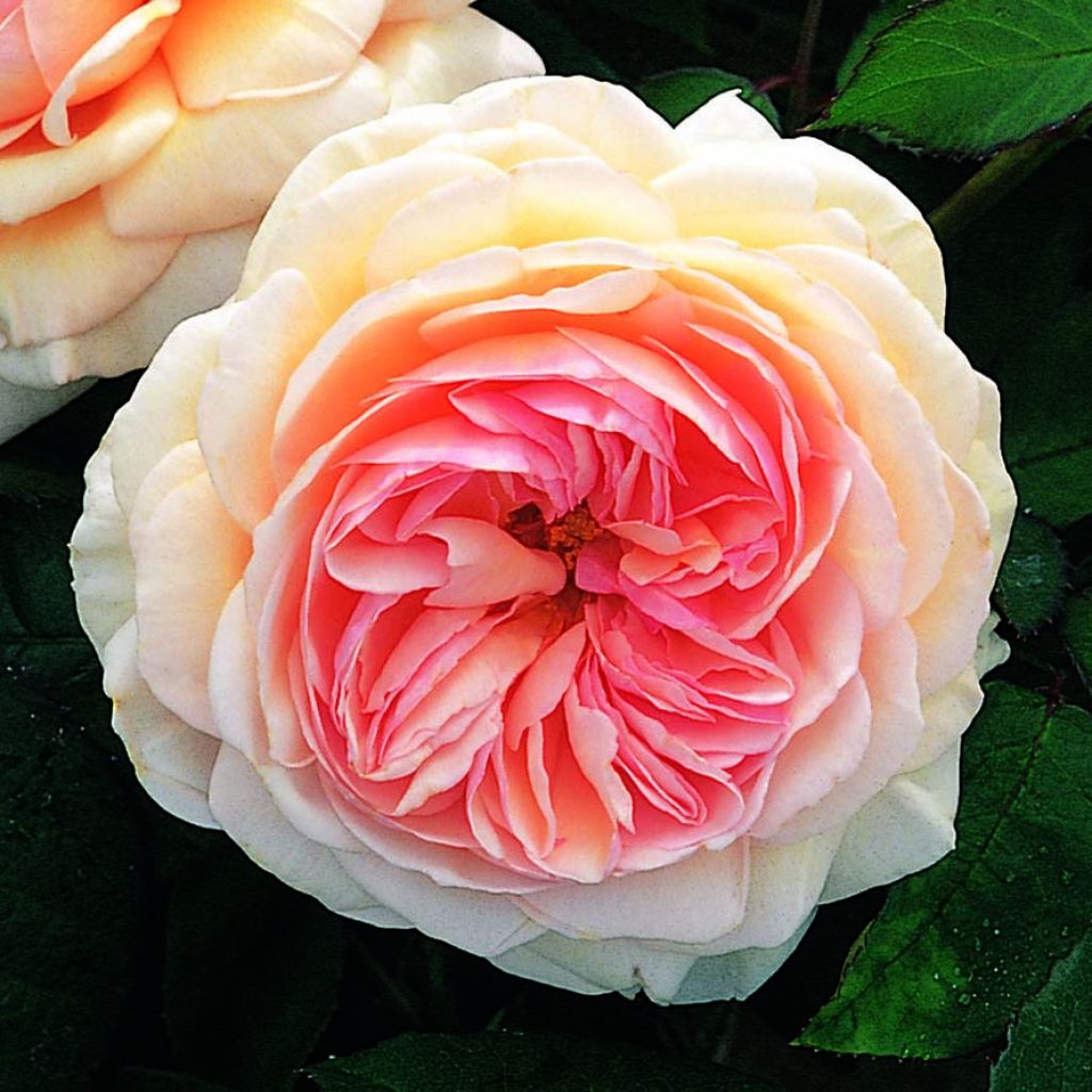 Roseira inglesa A Shropshire Lad
