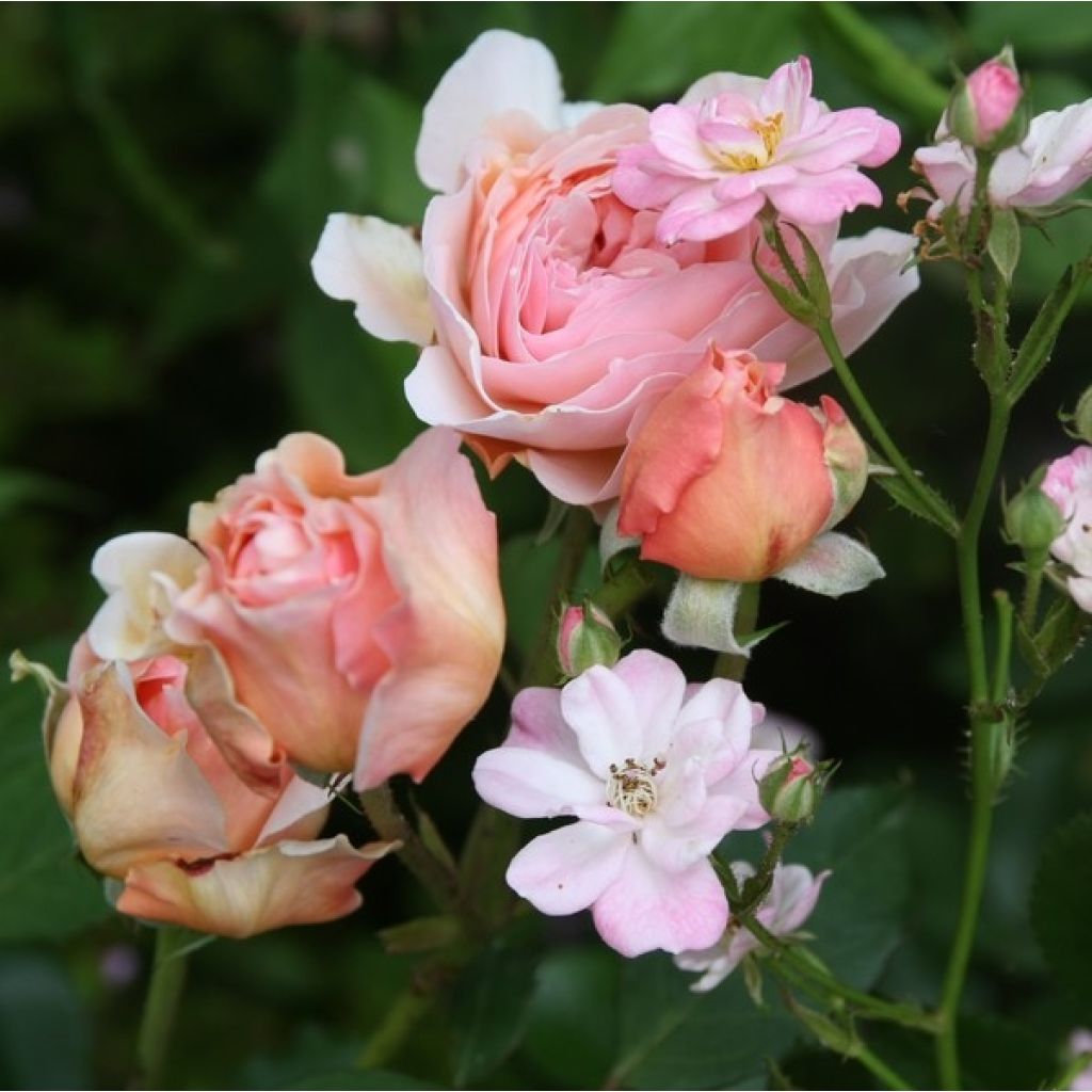 Roseira inglesa A Shropshire Lad