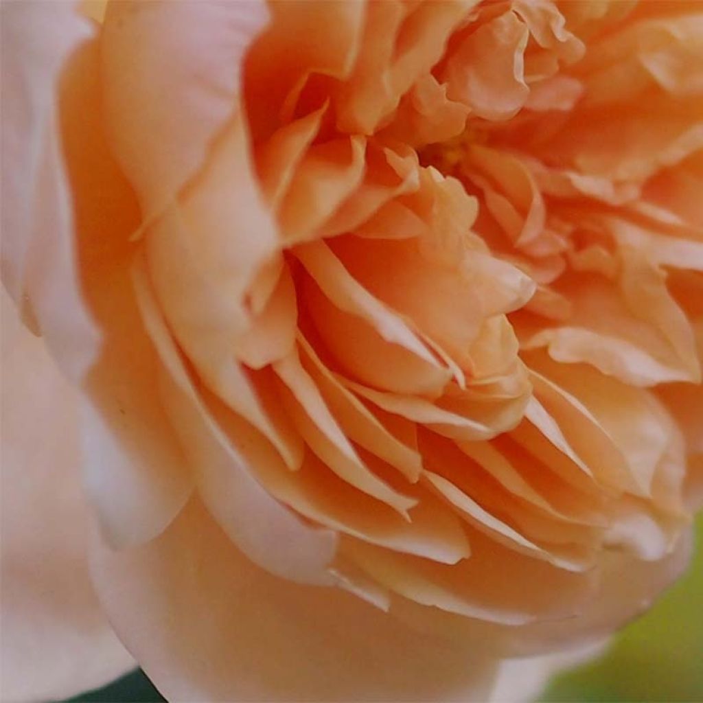 Roseira inglesa Abraham Darby