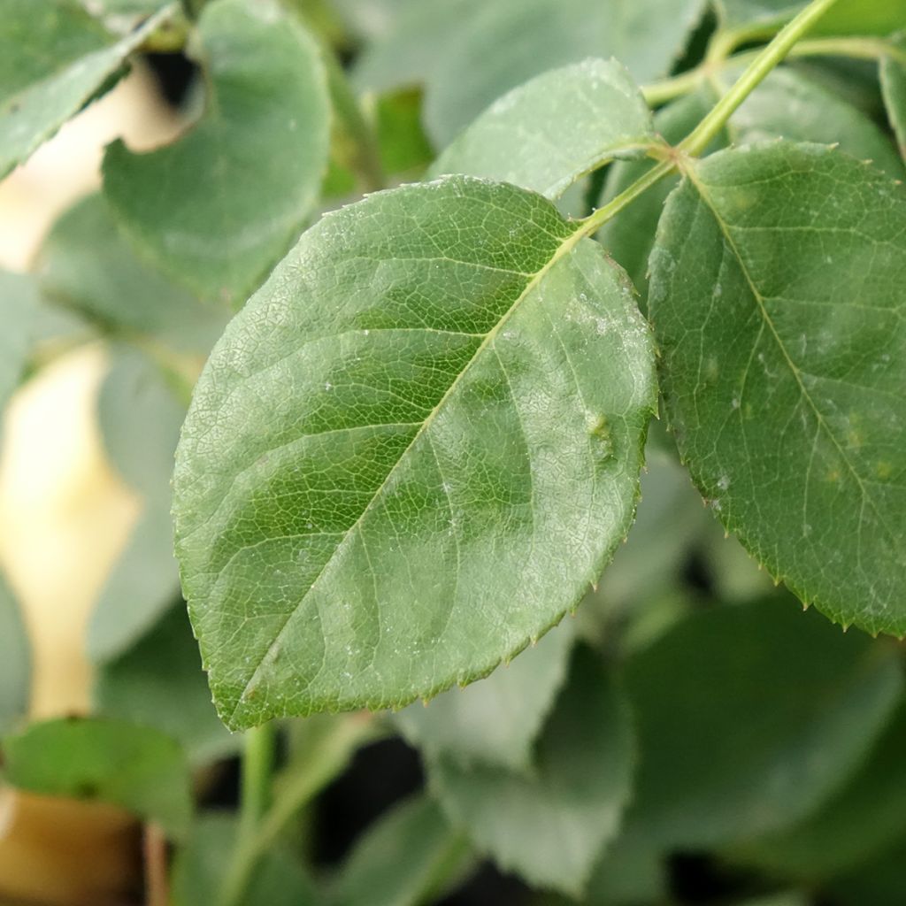 Roseira inglesa Bring Me Sunshine