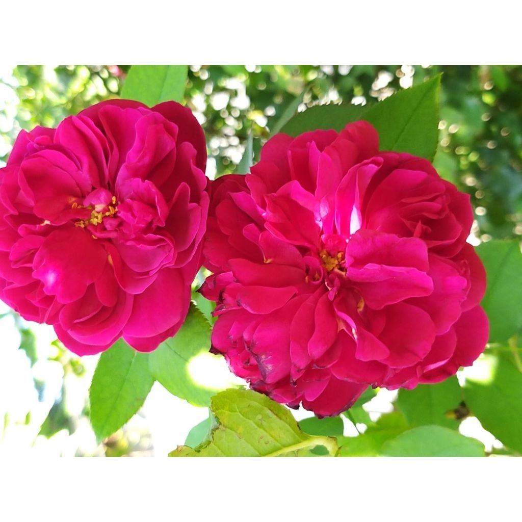 Roseira inglesa Darcey Bussel