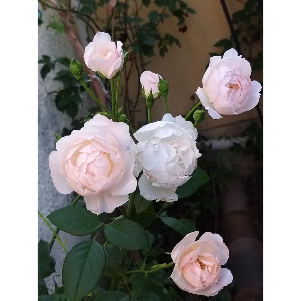 Roseira inglesa Desdemona