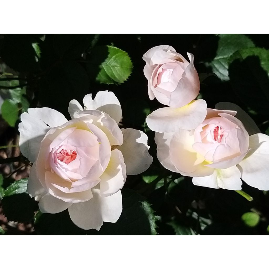 Roseira inglesa Emily Brontë