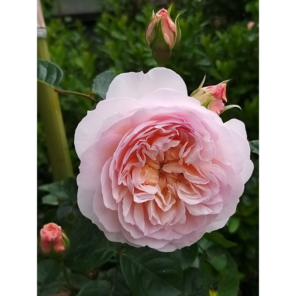 Roseira inglesa Emily Brontë