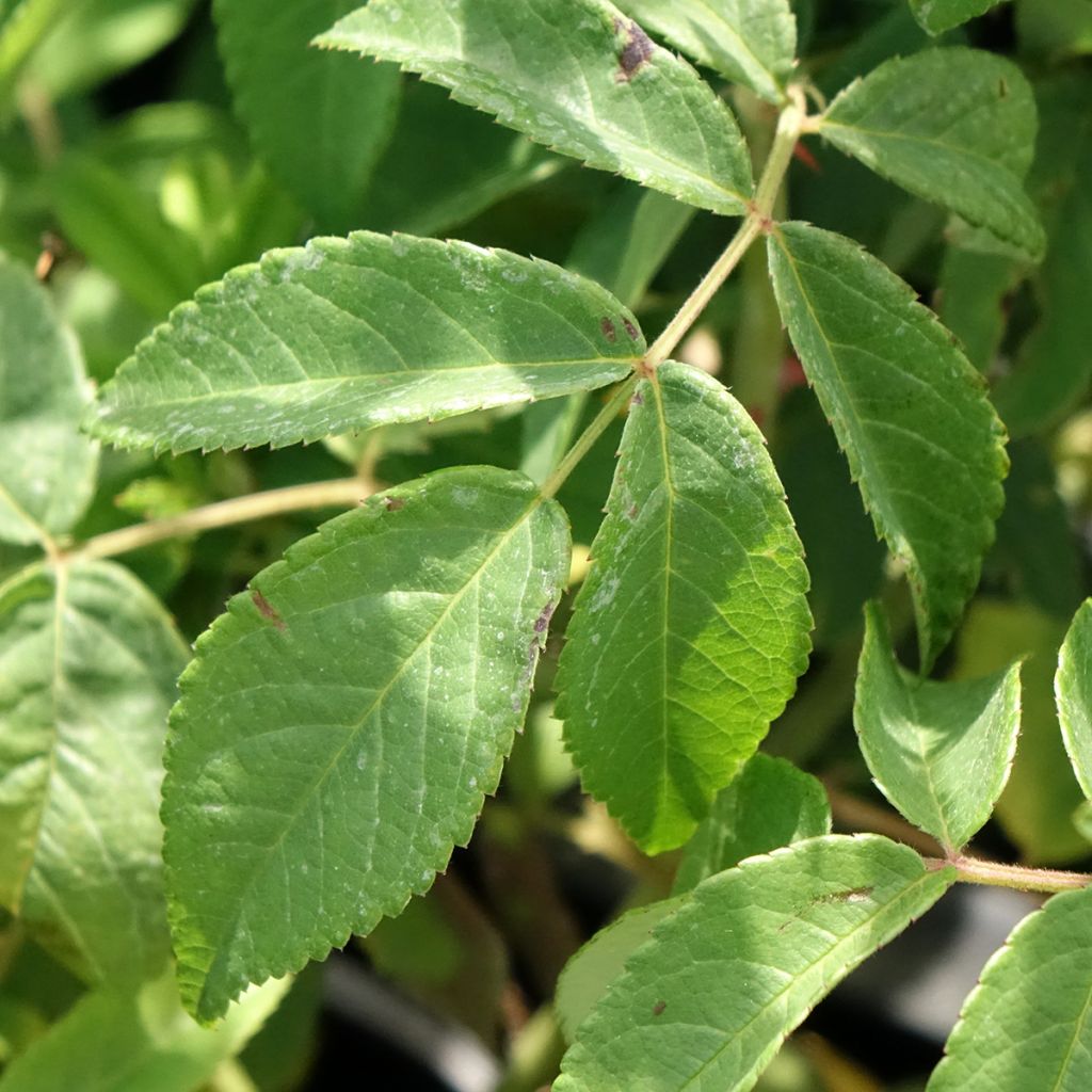 Roseira inglesa Gentle Hermione