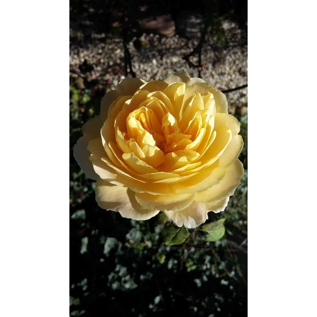 Roseira inglesa Golden Celebration