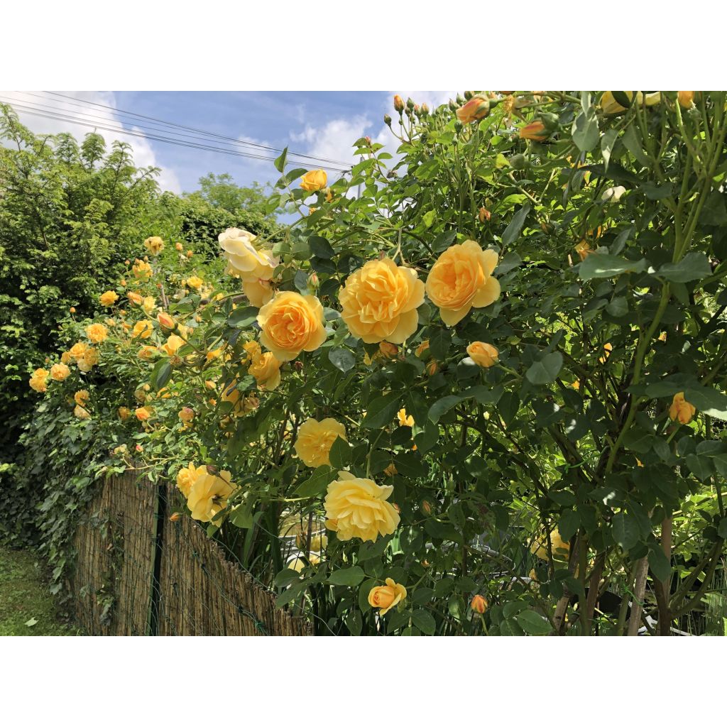 Roseira inglesa Golden Celebration