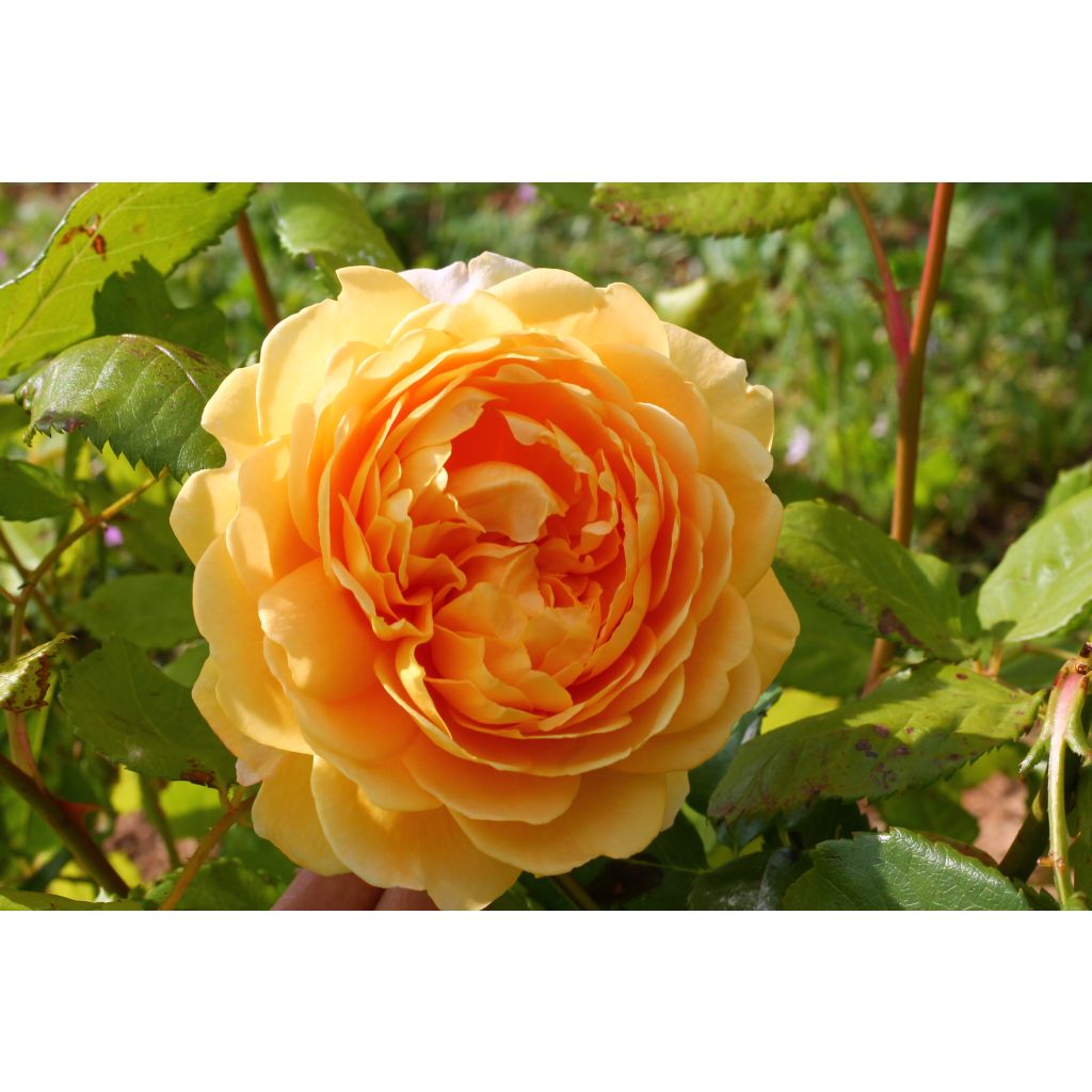 Roseira inglesa Golden Celebration