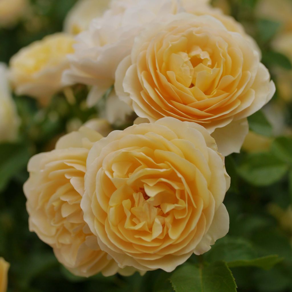 Roseira inglesa Graham Thomas