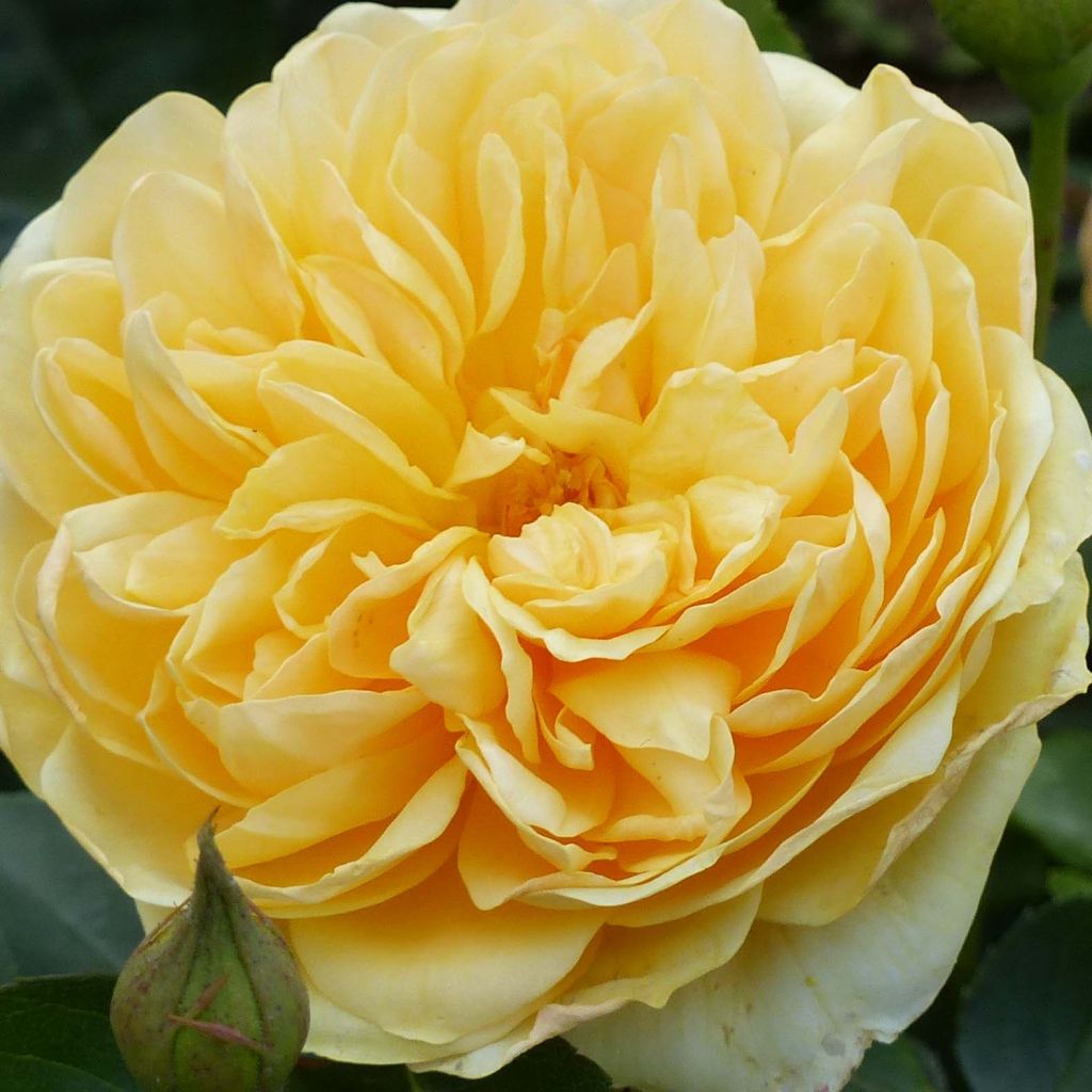 Roseira inglesa Graham Thomas