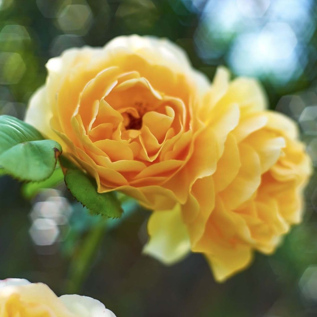 Roseira inglesa Graham Thomas