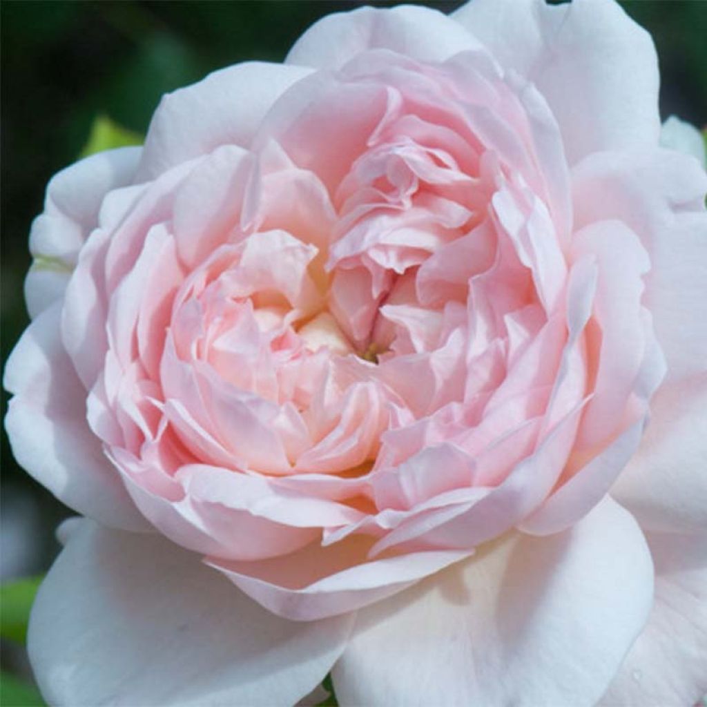 Roseira inglesa Heritage