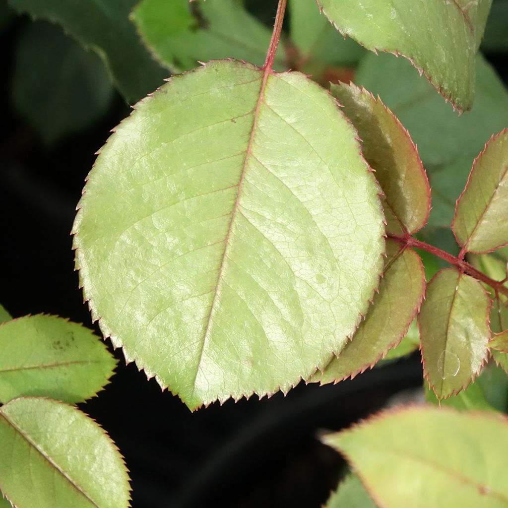 Roseira inglesa James Galway