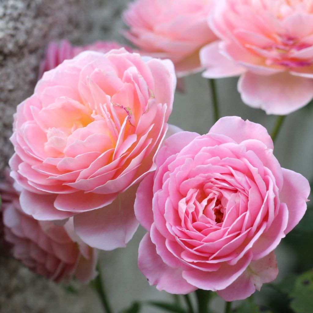 Roseira inglesa Jubilee Celebration