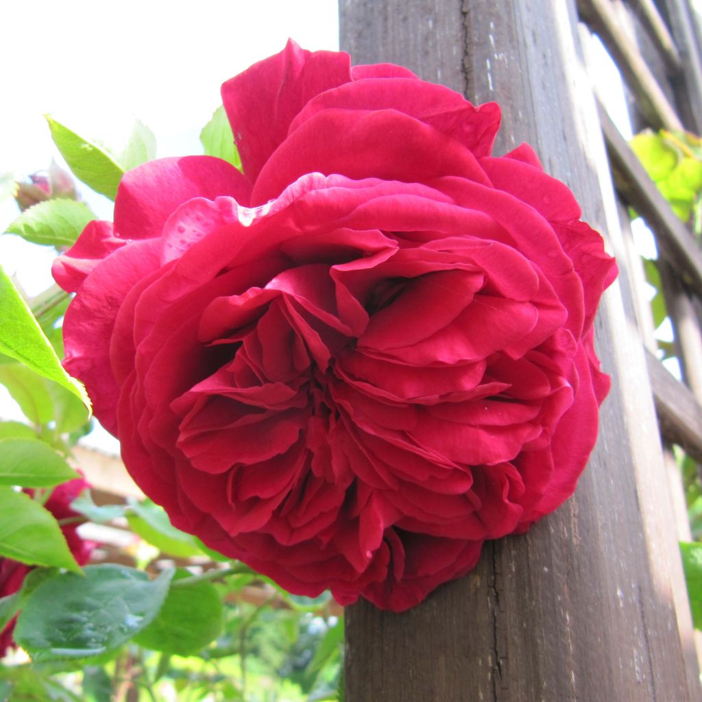 Roseira inglesa L.D. Braithwaite