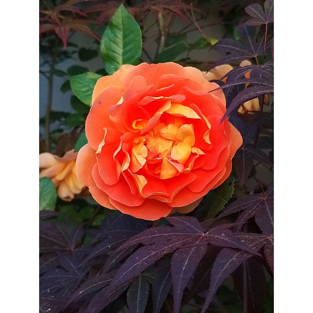 Roseira inglesa Pat Austin