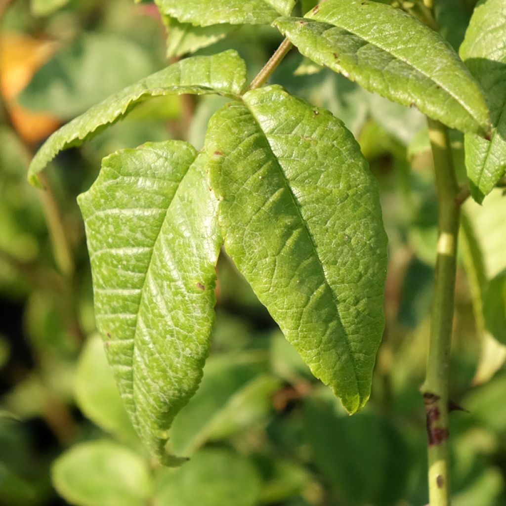 Roseira inglesa Port Sunlight