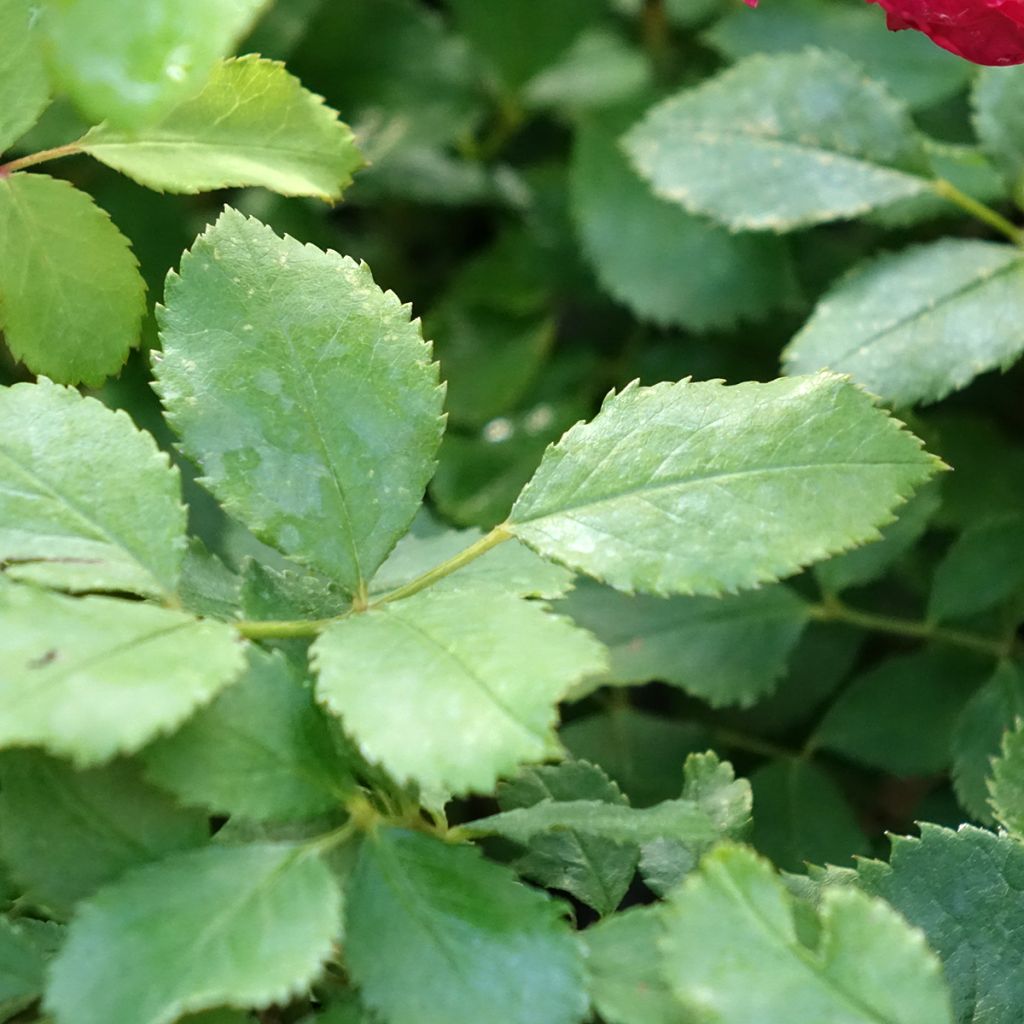 Roseira inglesa Sir John Betjeman