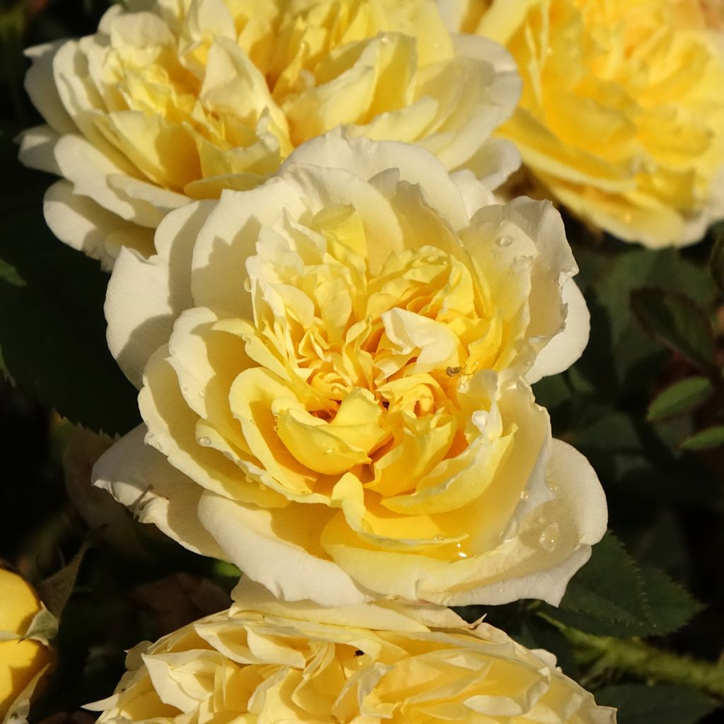 Roseira inglesa The Country Parson