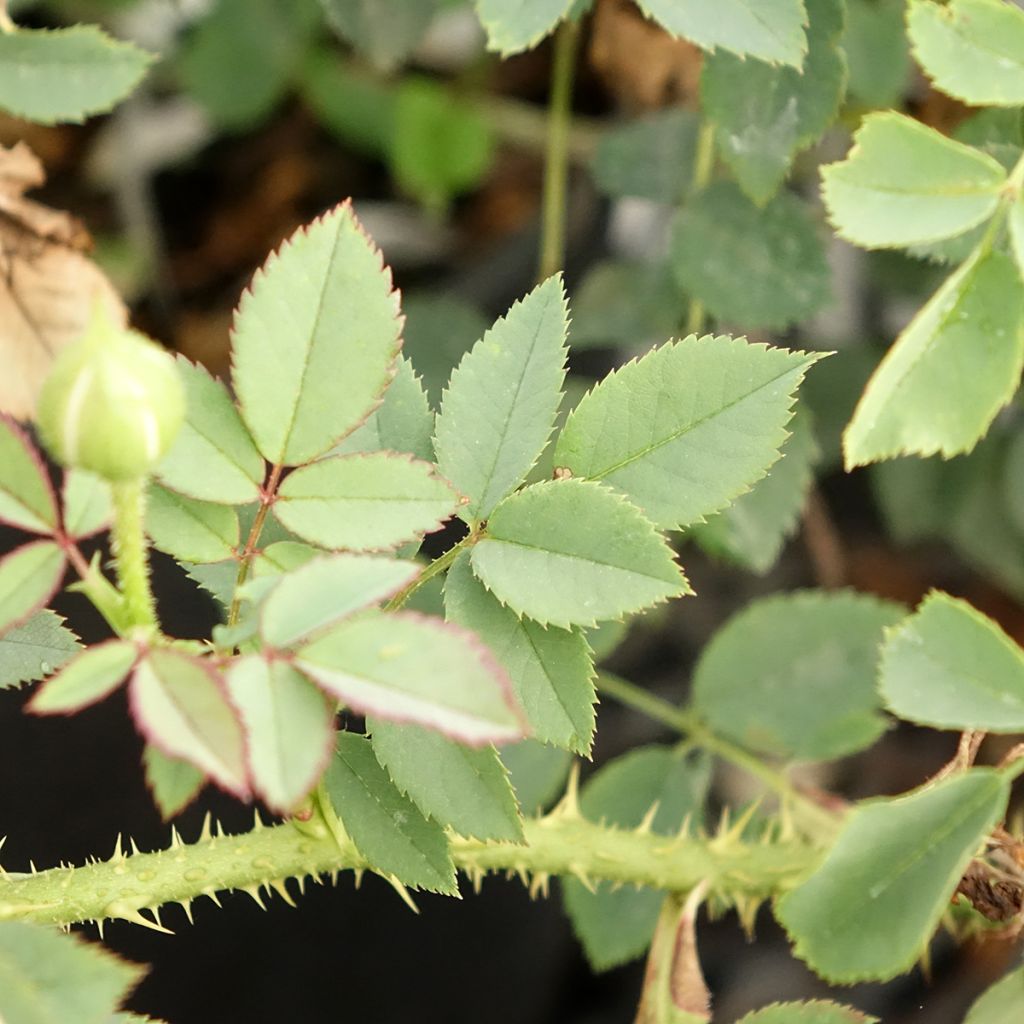 Roseira inglesa The Country Parson